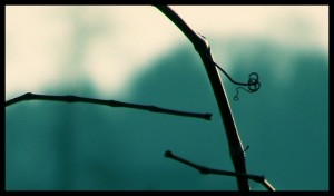 vine via jesiehart